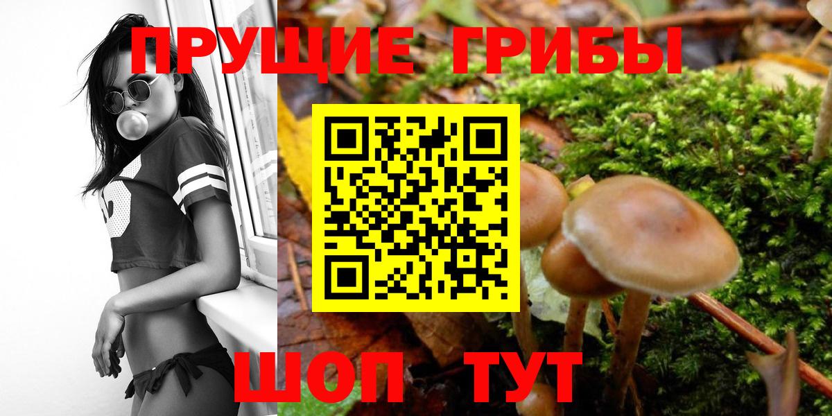 Псилоцибиновые грибы Psilocybe  Вход с VPN  Дзержинск 